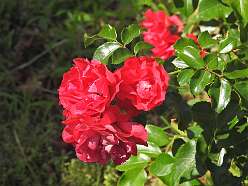 181: DSCN5828