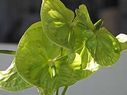 197: DSCN5846
